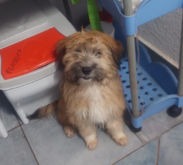 Birba E Bobby Cuccioli Deliziosi Aspettano Una Famiglia